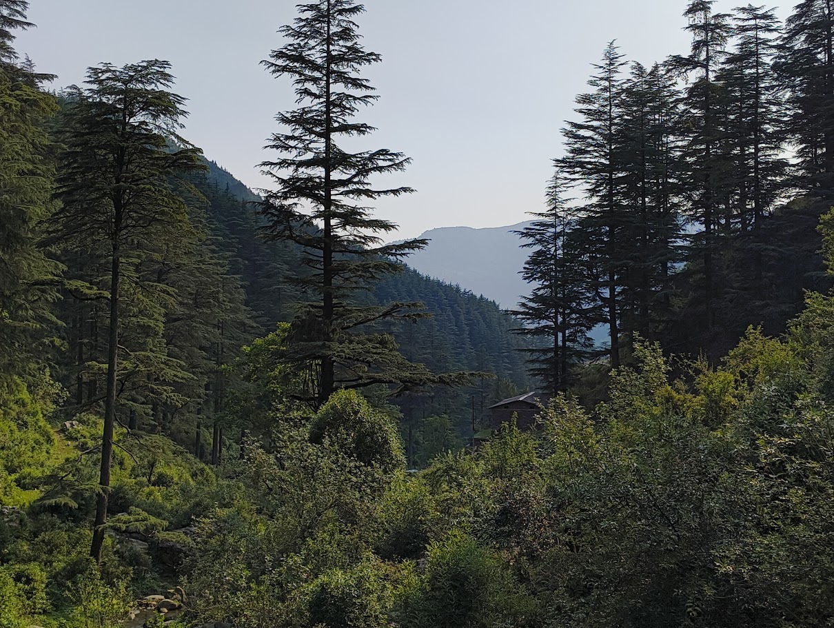 Himalayan deodar forest